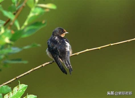 燕子代表什麼|燕子象徵著什麼，燕子象徵什麼